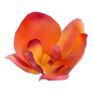 Tantra & Erotik Massagen Zürich - Amrita Tantra Logo