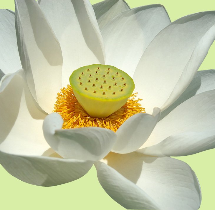 Asia Bao ANH Logo