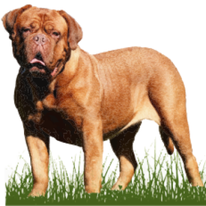 Bigbullies aps Logo