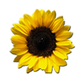 BIO Moebel Logo