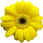 Blumen Hellings Blumen Logo