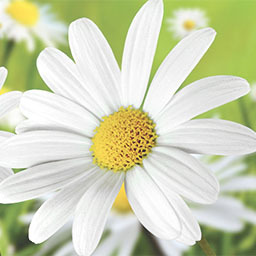 Tanias Blumenkiste Florist Logo