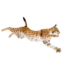 Cattranslations Logo