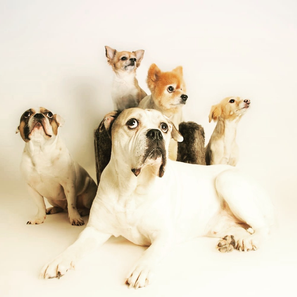 Chicos Pfötchen Hundefriseur Logo