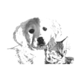 Kaser Wolf Dr.med.vet. Praktischer Tierarzt Logo