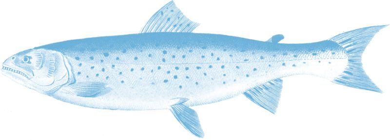 Fisch Franke Logo