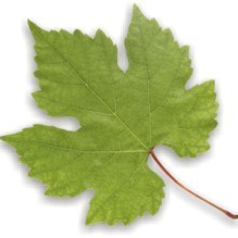 Falkenhagen Bernd Heilpraktiker Logo