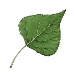 Alte Linde Logo