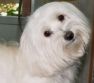 Hundesalon PRIMABELLO Inh. M. Lübbert Hundesalon Logo