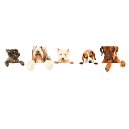 Hundestudio Logo