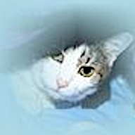 Katzen Forum Logo