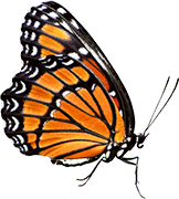 lebe natur® Natursubstanzen Logo