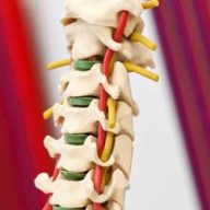 Orthopädische Gemeinschaftspraxis Dr. Grothues-Spork, Dr. Mikluš und Dr. Kiene Logo