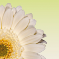 Helbach Natalie Physiotherapiepraxis Logo