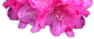 Abaka Rhodo Wiesmoor GmbH Baumschule Logo