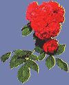 Rose Logo