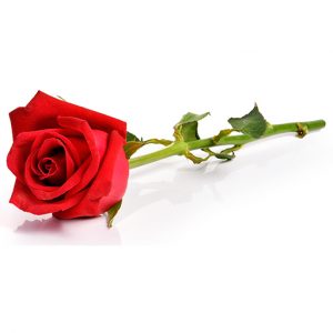 Rosenbaum Webdesign Logo