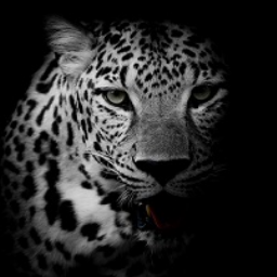 Internetagentur seo-leopard e.K. Logo