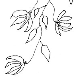 Siyaorganics Logo