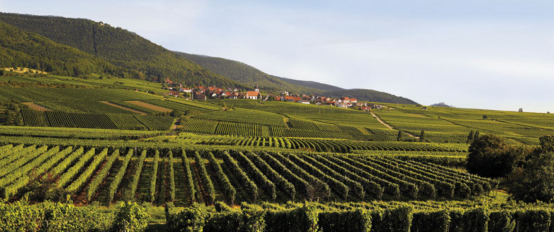 Bachtler Johannes u. Bachtler Angelika Weingut Logo